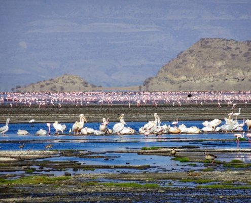 Flamingo's en andere watervogels in de Wildlife Management Area van Lake Natron