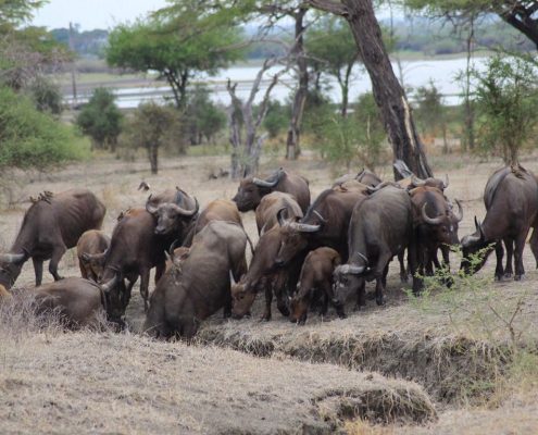 Een kudde Afrikaanse buffels in het Arusha Nationaal Park