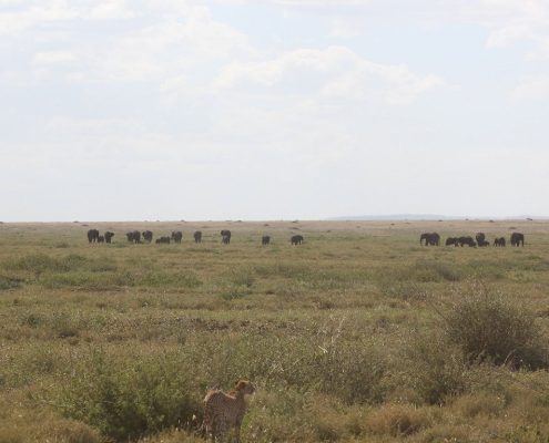 Een jachtluipaard scant de vlaktes van de Serengeti naar potentiële prooi