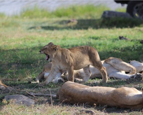 Een leeuwenfamilie rustend in de Ngorongoro krater