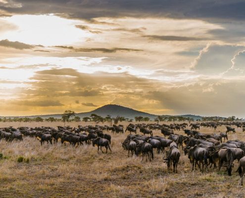 Dit Tanzania Safari Pakket brengt u naar de jaarlijkse grote migratie van gnoes in het Serengeti Nationaal Park.
