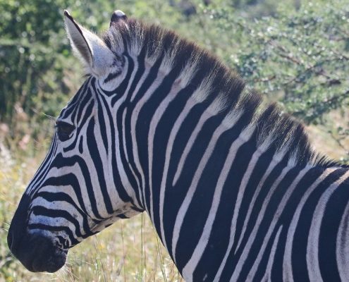 U kunt een wandelsafari maken in het Arusha National Park en dieren zien zoals deze zebra...