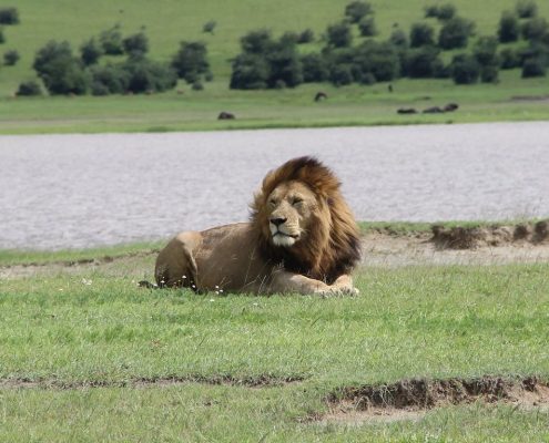 Een indrukwekkende mannetjesleeuw in het Ngorongoro Conservation Area