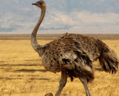 Een struisvogel in de Ngorongoro caldera