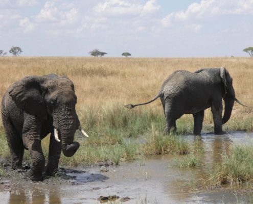 U zult veel olifanten zien tijdens uw 3 Dagen Safari in Tanzania