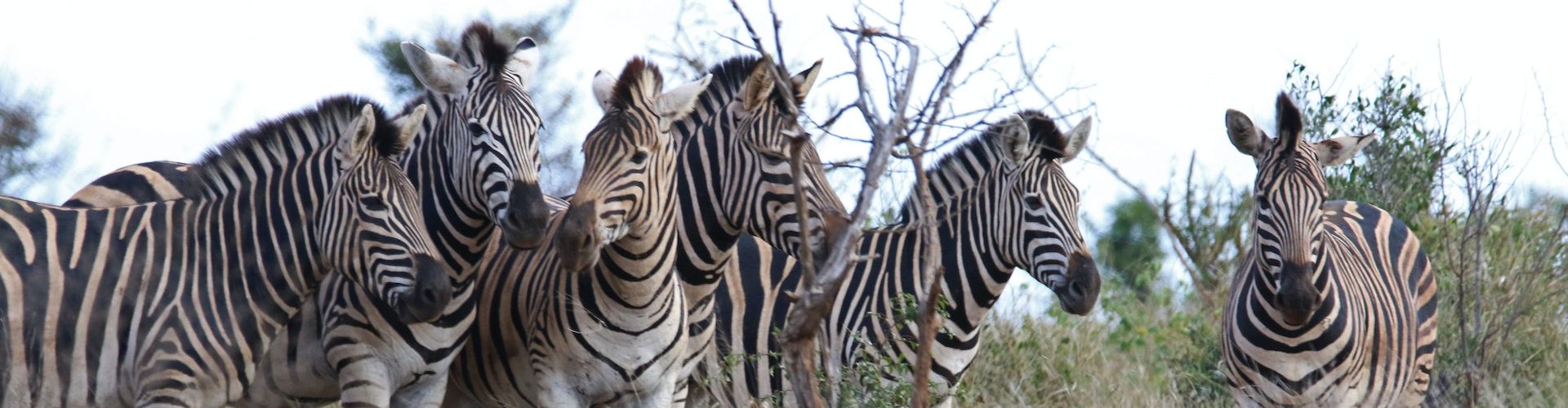 Verschillende zebra's dicht bij elkaar in een nationaal park in Tanzania