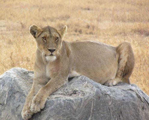 Een zwangere leeuwin zittend op een rots in de Serengeti