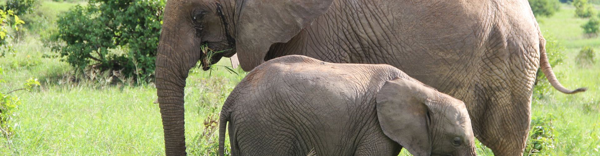 Een olifantenkoe met haar kalf in het Tarangire National Park
