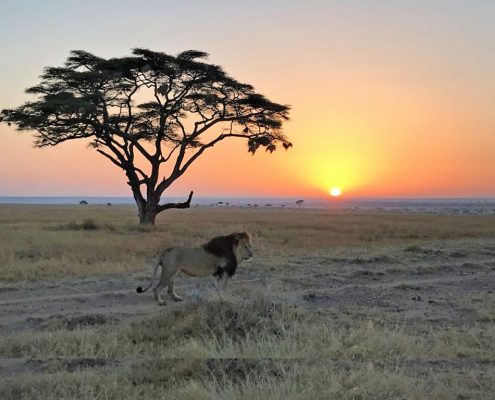 Tijdens uw 4 dagen Safari Tanzania tour krijgt u de kans om de onbetwiste koning van de bush te zien - bijvoorbeeld deze leeuw die op de eindeloze vlaktes van de Serengeti staat tijdens een vroege ochtend game drive met een mooie zonsopgang.