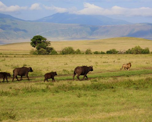 Een buffelfamilie met een ongeïnteresseerde leeuw in het Ngorongoro kratergebied