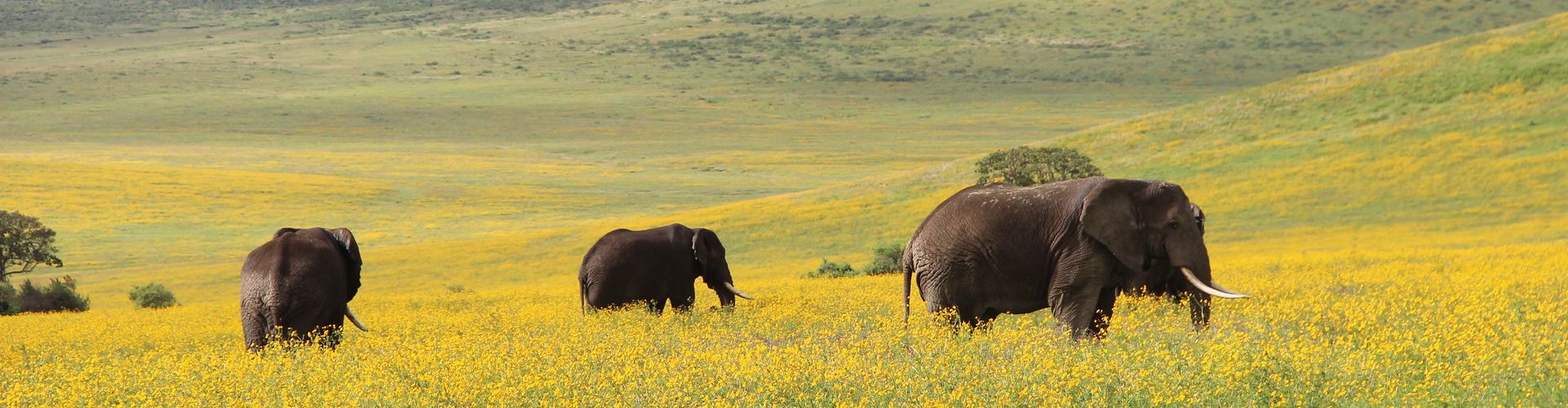 Onze 4 Daagse Safari Tanzania brengt u naar de olifanten van het Ngorongoro Conservation Area
