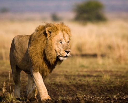 De leider van het dierenrijk in het Serengeti Nationaal Park, een mannelijke leeuw in zijn bloei...