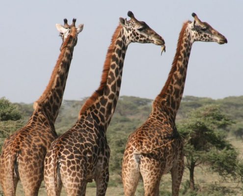 U zult veel giraffen zien tijdens uw 5 dagen Budget Safari in Tanzania