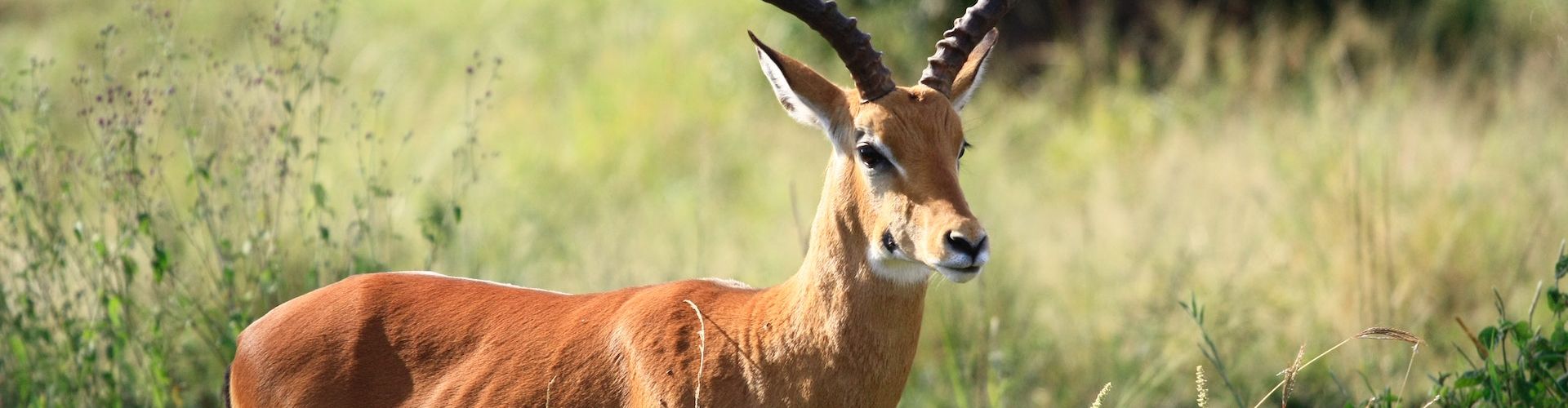 Er zijn veel soorten antilopen te zien tijdens een safari in Tanzania.