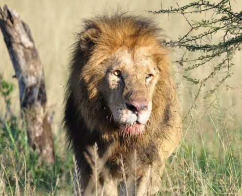 Tijdens uw 5-daagse safari in Tanzania kunt u majestueuze leeuwen zien...
