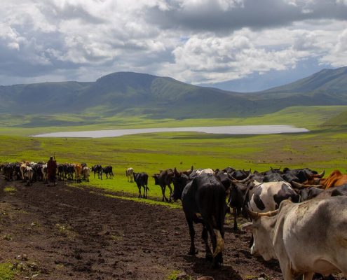 In het Ngorongoro Conservation Area leven Maasai mensen en hun vee samen met de wilde dieren...