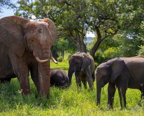 Een olifantenfamilie in het Tarangire National Park tijdens het regenseizoen