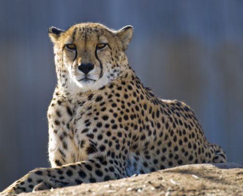 Een jachtluipaard rustend op een rots in de legendarische Serengeti