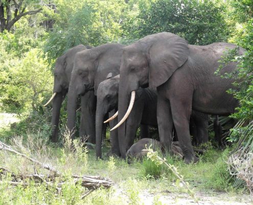 Tijdens een kampeersafari in Tanzania zijn er geen hekken of muren rond de camping. Het is dus mogelijk dat een familie olifanten langs uw tent komt.