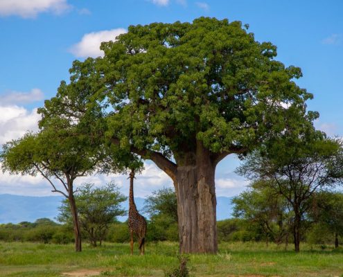 Een giraffe strekt zijn nek uit om het gebladerte van een reusachtige baobab te bereiken in het Tarangire National Park.