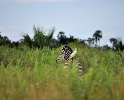 Een vogel zittend op de rug van een zebra in Lake Manyara Nationaal Park