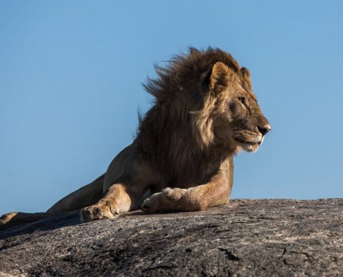 Deze Camping Safari Tanzania geeft u de kans om de koning van de grote katten te bewonderen, een mannelijke leeuw in de Ikoma Wildlife Management Area.