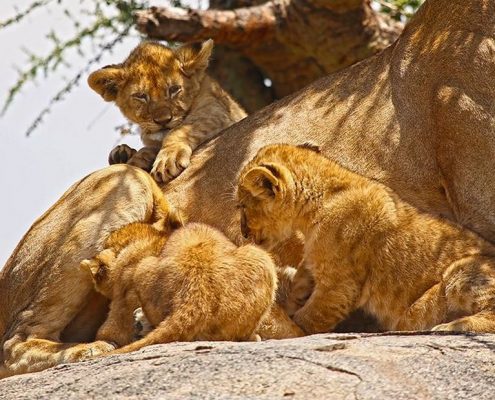 Leeuwenwelpen op een Kopje in de Serengeti
