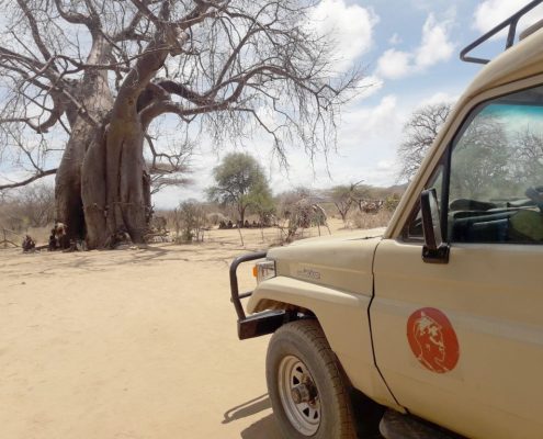 Een Shemeji Safari truck en een oude Baobab boom op de grens met het Tarangire National Park.