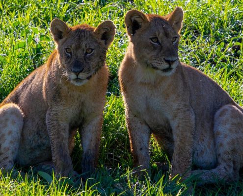 Jonge leeuwenbroertjes en -zusjes in het Serengeti-ecosysteem