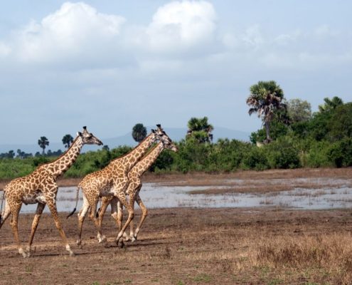 Drie giraffen onderweg in Tanzania