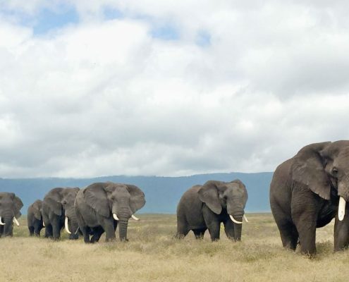 Een stoet van enkele volwassen olifanten in de caldera van het Ngorongoro Conservation Area