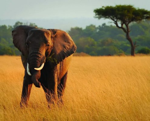 Een olifant met kromme slagtanden in Tanzania