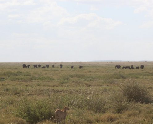 Geniet van de eindeloze vlaktes van de Serengeti tijdens uw 6 dagen durende Safari Tanzania