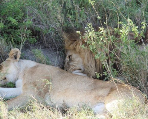 Een leeuwenpaar dat een middagdutje doet