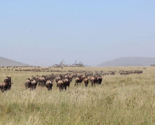 Een grote groep gnoes, onderdeel van de Grote Trek in het Serengeti-ecosysteem