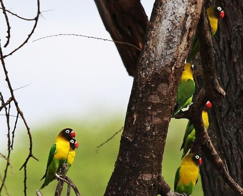 Tijdens uw Safari Pakket Tanzania en Zanzibar kunt u enkele van de meer dan 1000 vogelsoorten in Tanzania observeren.