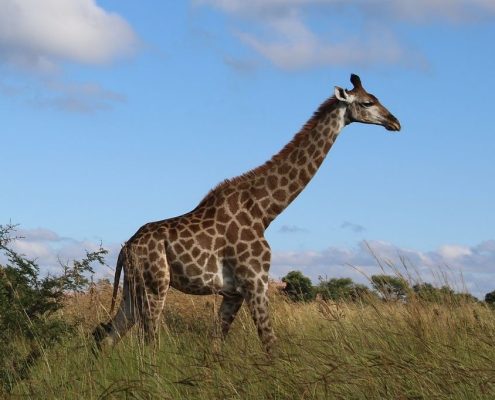 Een passerende giraffe in het Serengeti Nationaal Park
