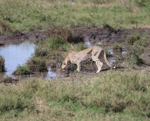 Een jachtluipaard drinkt water uit een kleine poel in de Serengeti