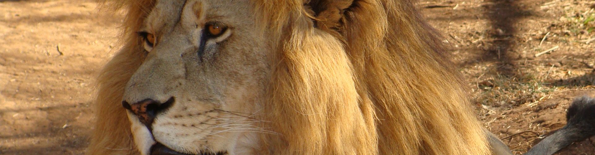 Een oudere mannelijke leeuw met littekens en een indrukwekkende manen