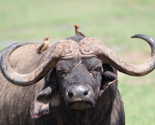 Een Afrikaanse Buffel met indrukwekkende hoorns in het Tarangire Nationaal Park