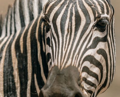 Tijdens uw 7 Dagen Camping Safari in Tanzania zult u veel Zebra's zien, zoals deze in het Ngorongoro Conservation Area.