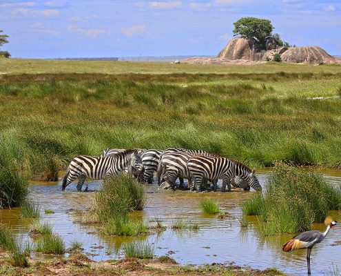 Zebra's drinken uit een kleine vijver in het Serengeti National Park met Kopjes op de achtergrond