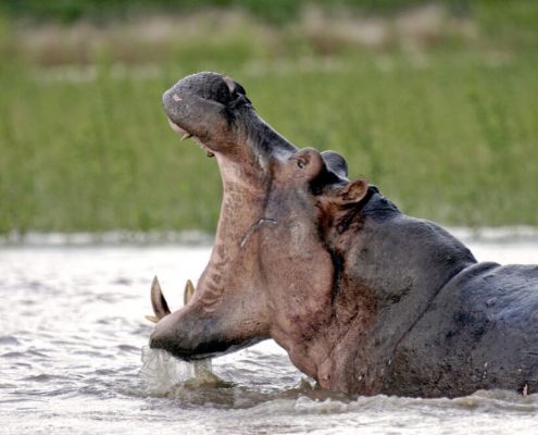 Kijk uit voor de gevaarlijke nijlpaarden tijdens uw safari in Tanzania.
