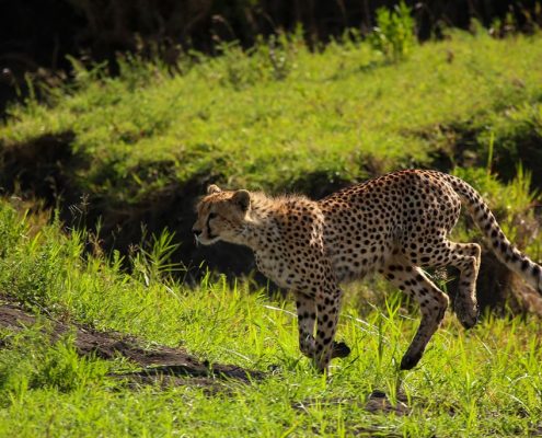 Momentopname van een jachtluipaard in beweging (Lake Manyara Nationaal Park)
