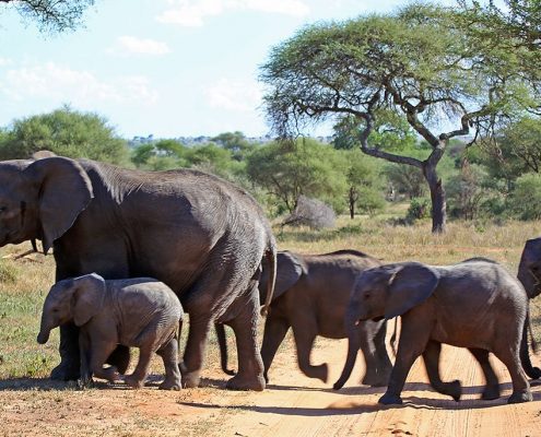 Olifanten hebben altijd voorrang tijdens uw 7 dagen Safari Tanzania Vakantie