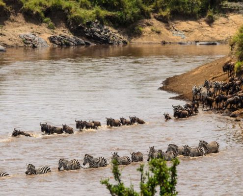 Gnoes en zebra's (onderdeel van de jaarlijkse grote trek in Tanzania) steken de Mara rivier over in het Serengeti Nationaal Park.