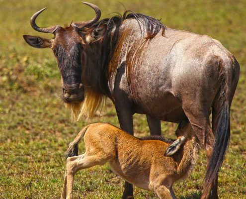 Een gnoe moeder zoogt haar baby in het Serengeti Nationaal Park