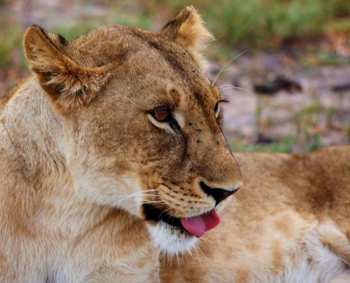Een leeuwin rust uit in het Manyara Nationaal Park