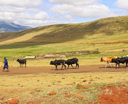 Tijdens uw 8 Dagen Budget Safari Tanzania kunt u de traditionele Maasai mensen met hun vee zien die in harmonie leven met de wilde dieren van het Ngorongoro Conservation Area.