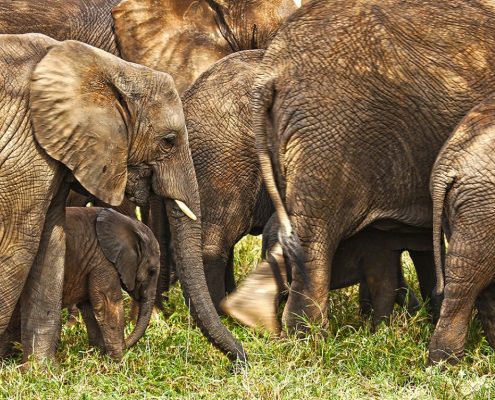 Olifanten zijn er in overvloed in het Tarangire National Park